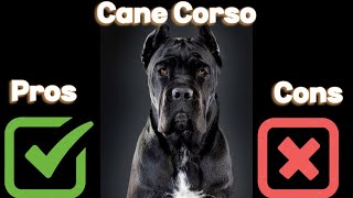 The Pros and Cons of Owning a Cane Corso: Is This Breed Right for You? by ANIMAL LYFE 1,096 views 6 months ago 5 minutes, 36 seconds