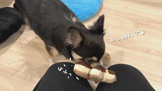 飼い主と一緒に遊んでほしいおもちゃは自分で持ってくる犬。