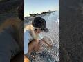 Come with me for sunrise! #youtubeshorts #shortsfeed #shorts #youtube #florida #sunrise #fish #ocean