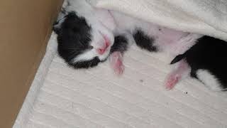 One of our kittens twitching while sleeping