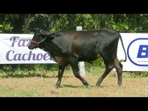 LOTE 30  FAZENDA CACHOEIRA   CMRM0801