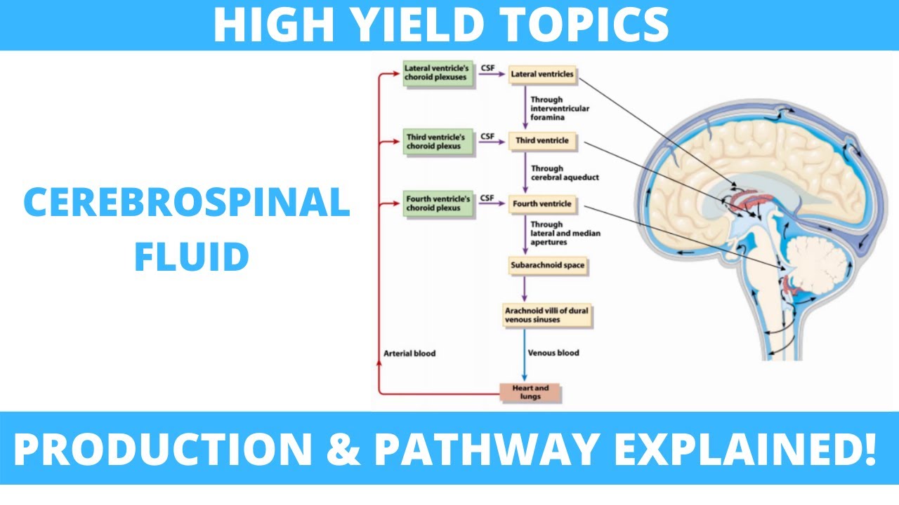 Cerebrospinal Fluid CSF Production And Pathway HYT Inspiring 