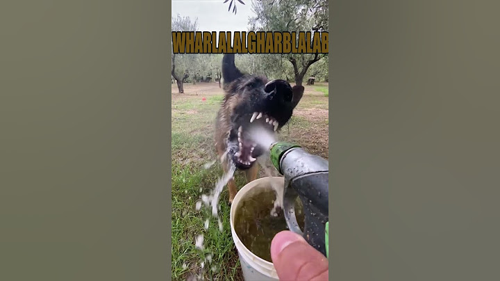Bichinhos que nos entendem- Brincando com água
