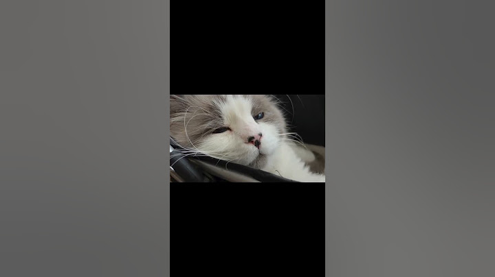 Ленивый Кот)))