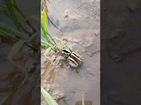 Red wattled lapwing chicks