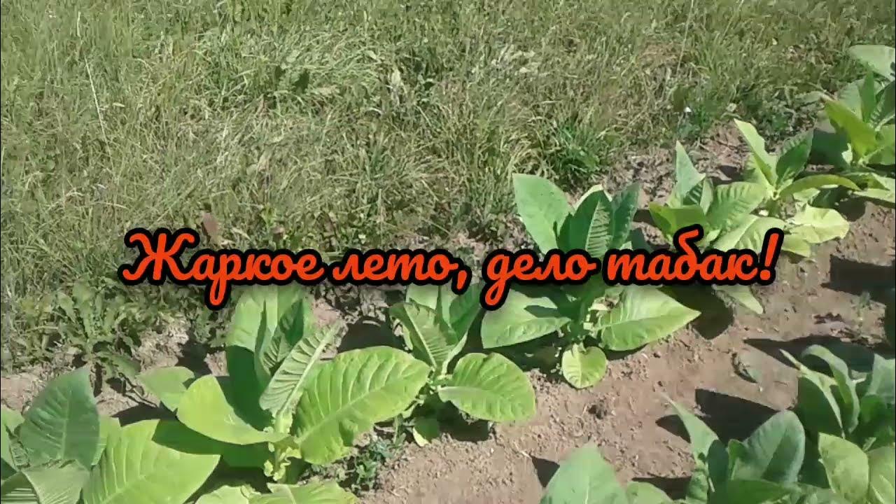 Табачное дело