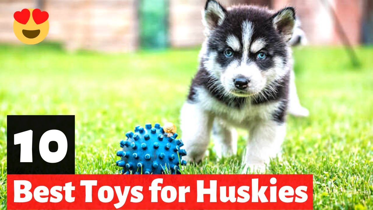 10 Best Toys For Huskies Which Toy Is