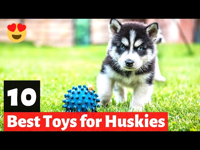 14 Best Husky Toys (Tested & Reviewed) - Dog Lab