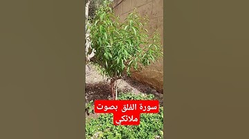 سورة الفلق #اكسبلور #nature #دعاء #garden #explore #gardening #صبرو #quran