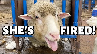 Ewe Are Fired ...Yup, We Fired A Sheep. Vlog 665