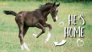 My *TINY* foal comes home & name reveal!