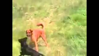 Собака танцует Собака танцует