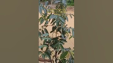 Bộ đội giải cứu thành công người phụ nữ bị cô lập 2 ngày 😥 #tintuc #tinnong #nghean #bodoicuho