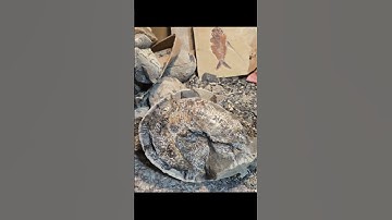 #cool #crab #artartist I#fossils #heydidyouseethisone #handmade