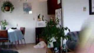 Sweetpea The Budgie Bouncing On My Hand