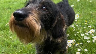 Sweet dachshund loves his daisies and chirpy pals  #TeddyTheDachshund