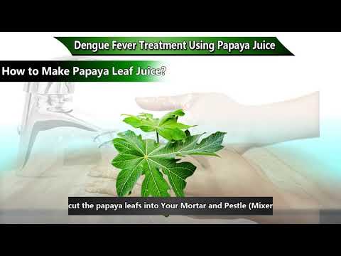 Dengue Fever Treatment Using Papaya Juice  & How To Make Papaya Leaf Juice?