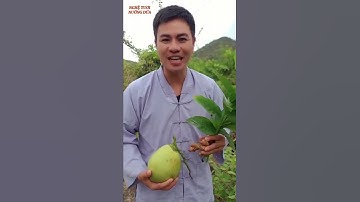 Cây thuốc - công dụng của Nghệ tươi nước dừa #shorts #thanhdongvlog