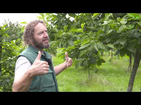 Video: Amerikaanse persimmonteelt: informatie over Amerikaanse persimmonbomen