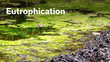 Eutrophication (english)