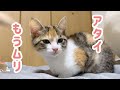 暴走する弟にギブアップした子猫が無の境地に至りました