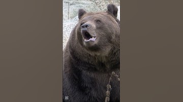 Thumbnail of Brown Bear Growling