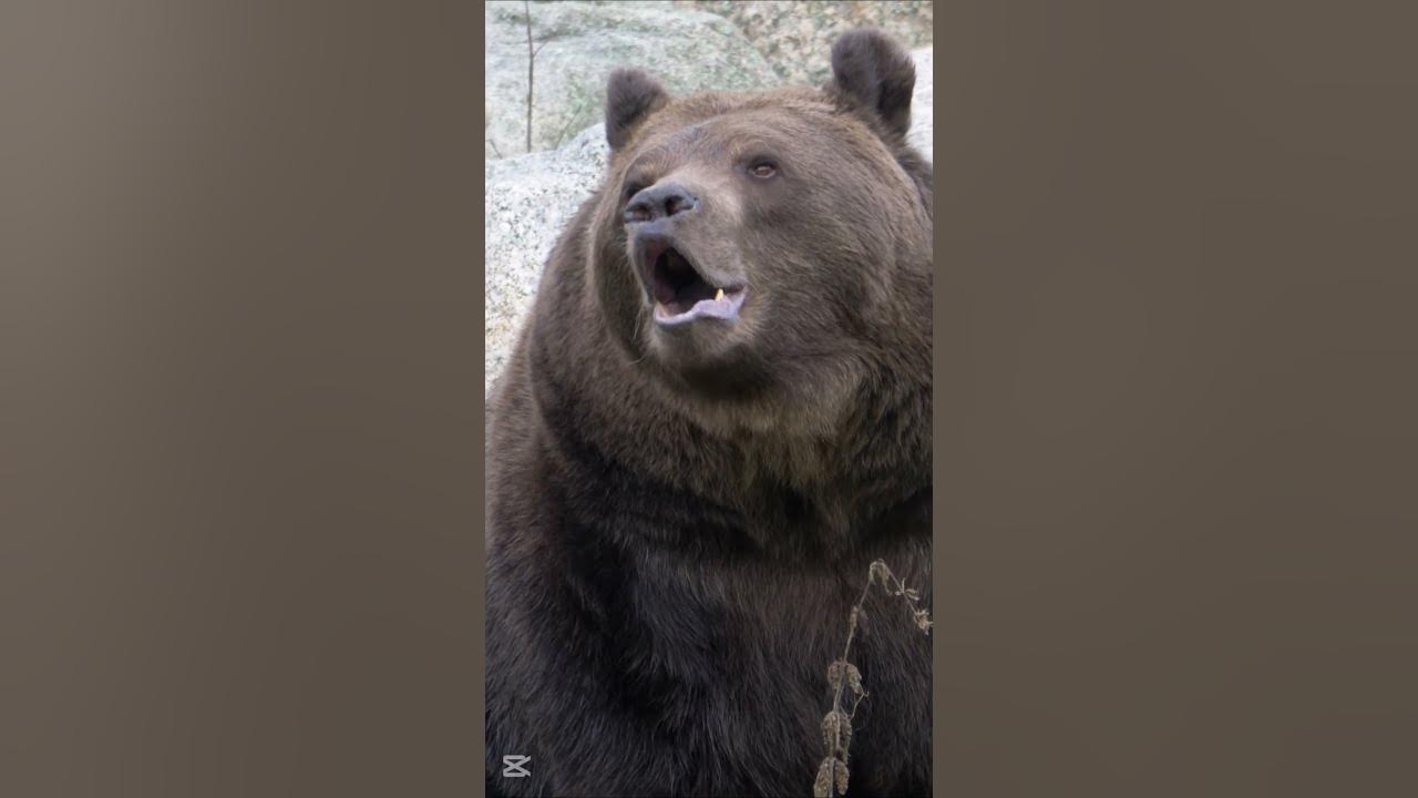 Brown Bear Growling