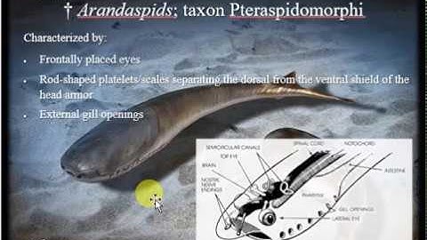 History of Life  Pt 2: Paleozoic Era - Ordovician through Permian Periods