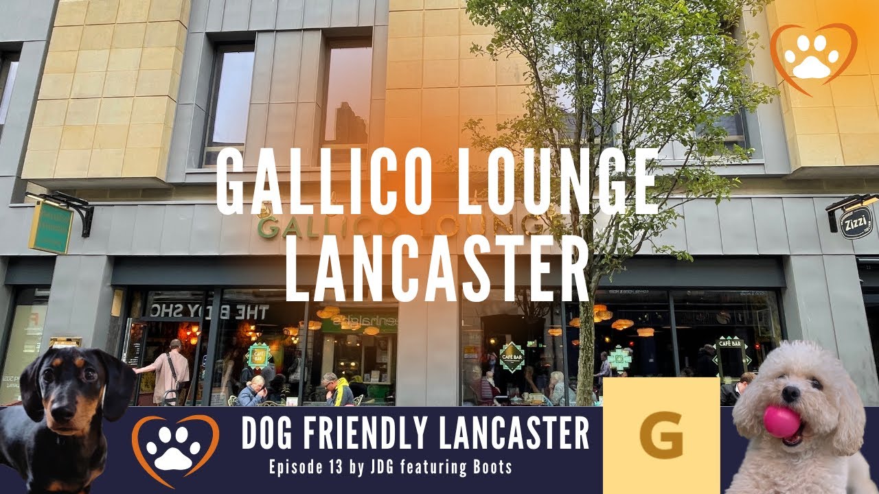 Dog Friendly Lancaster Episode 13 The Gallico Lounge YouTube