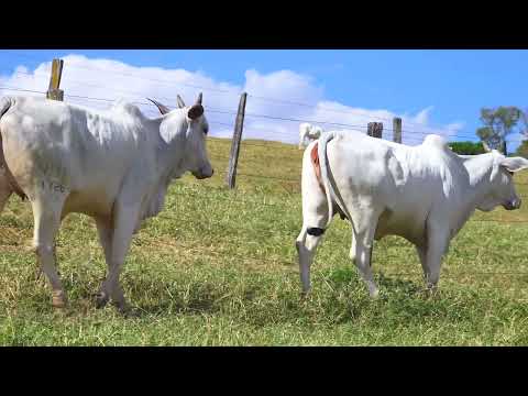 LOTE 35   NIVI 1726 e NIVI 1816