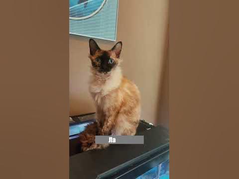 3 рідкісні та незвичайні породи котів #shorts #котики - YouTube