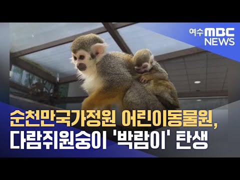<strong>순천만국가정원</strong> 어린이동물원, 다람쥐원숭이 ‘박람이’ 탄생 (230818금/뉴스데스크)
