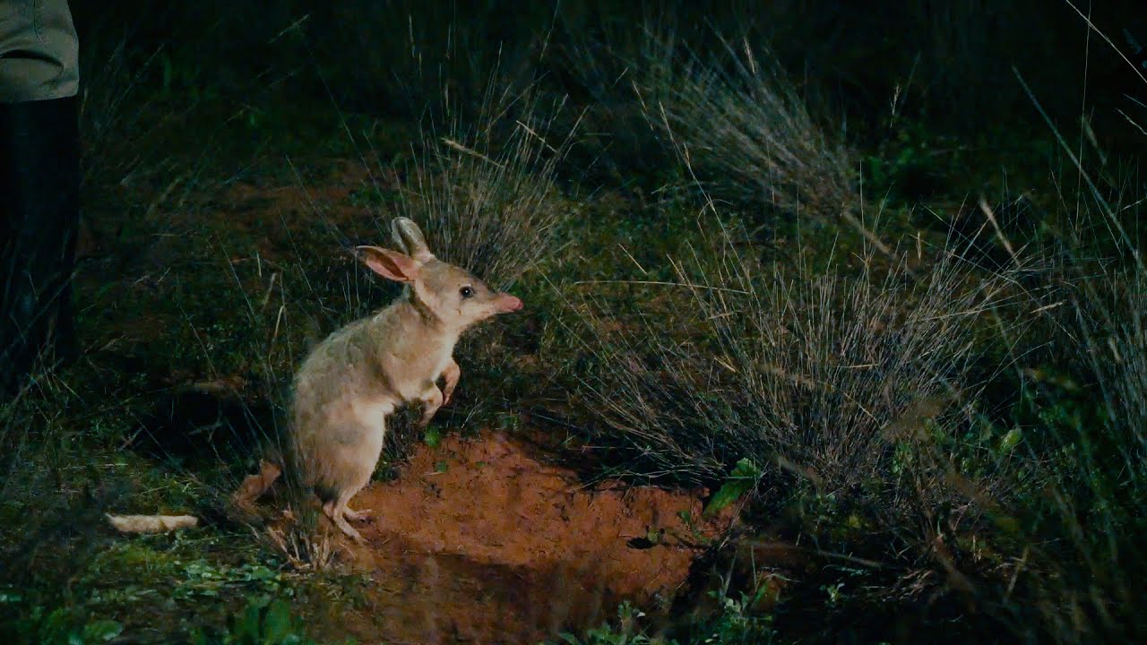 Landmark release sees bilbies return to Sturt National Park in NSW