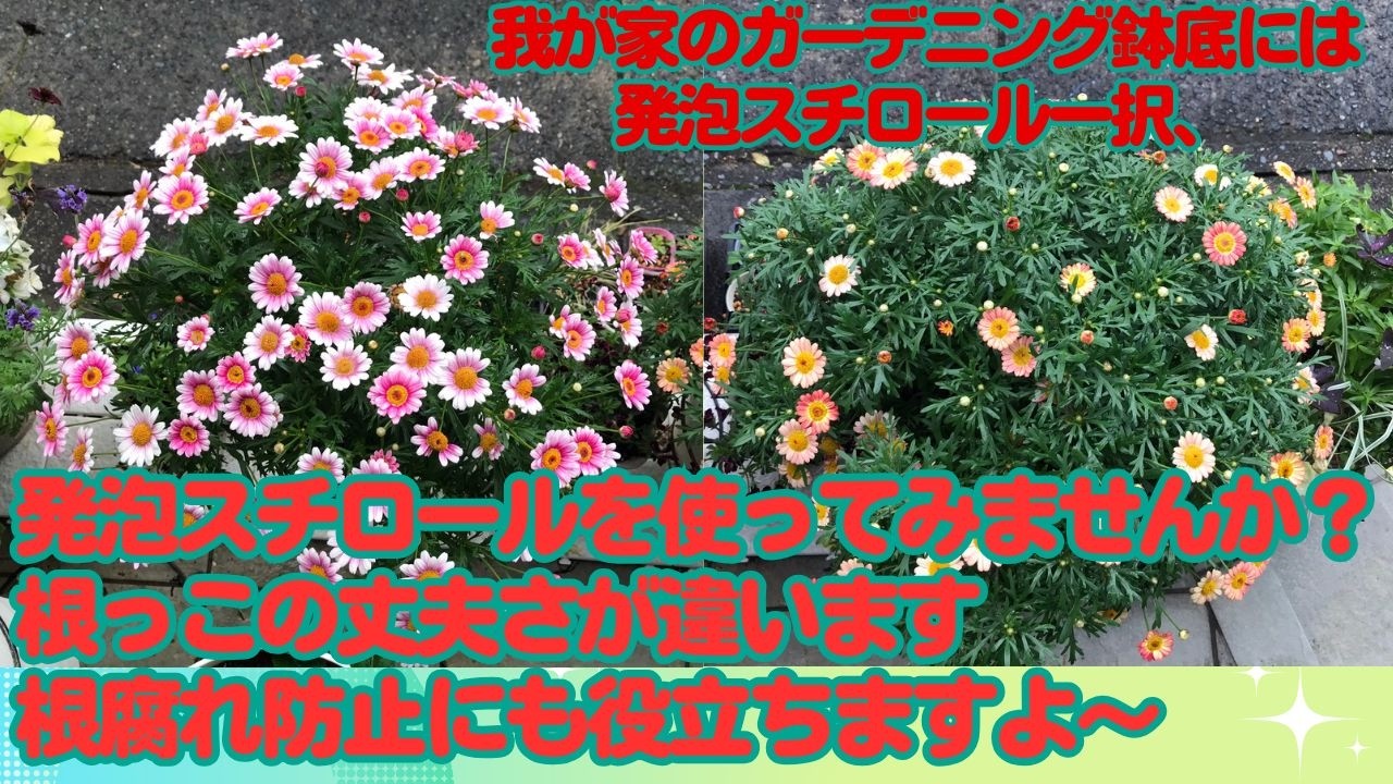 鉢底に発泡スチロール使ってみませんか？根っこの丈夫さが違います、
