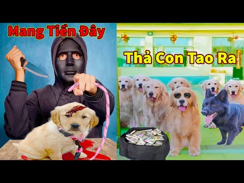 Thú Cưng TV | Trứng Vàng và Trứng Bạc #12 | Chó Golden Gâu Đần thông minh vui nhộn | Pets smart dog