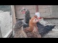 Un avance enorme con el mini proyecto de gallinas en casa - Día 45