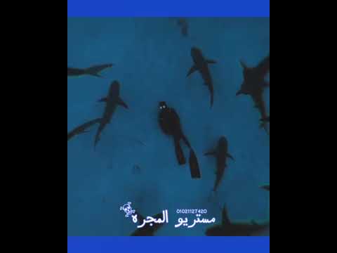 حالات واتس صدي صوت موسيقي حزينه 2021