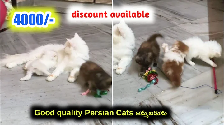 Video 11790341: quality persian cat, persiancat cat, pets