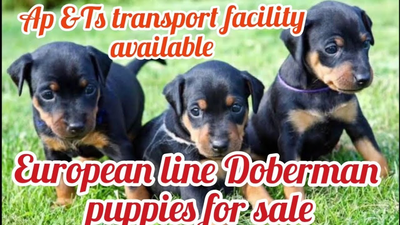Doberman puppies for sale8008759369Hyderabaddog market in Hyderabad YouTube
