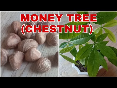 Video: Growing Horse Chestnuts - Mga Tip sa Pag-aalaga sa Horse Chestnut Trees