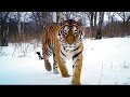 Siberian Tiger Kill | Operation Snow Tiger | BBC Earth