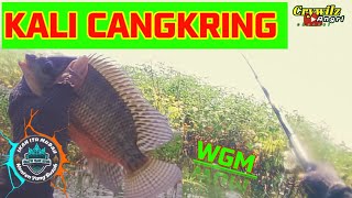 CANGKRING ! JUTAAN IKAN MENUNGGU DI KASIH MAKAN ! MANCING NYOBOK WGM TERBARU