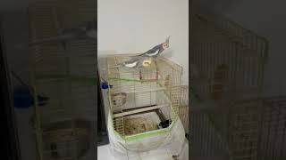 Çiko’yla Paşa’yı salıp yan yana koydum🦜🦜