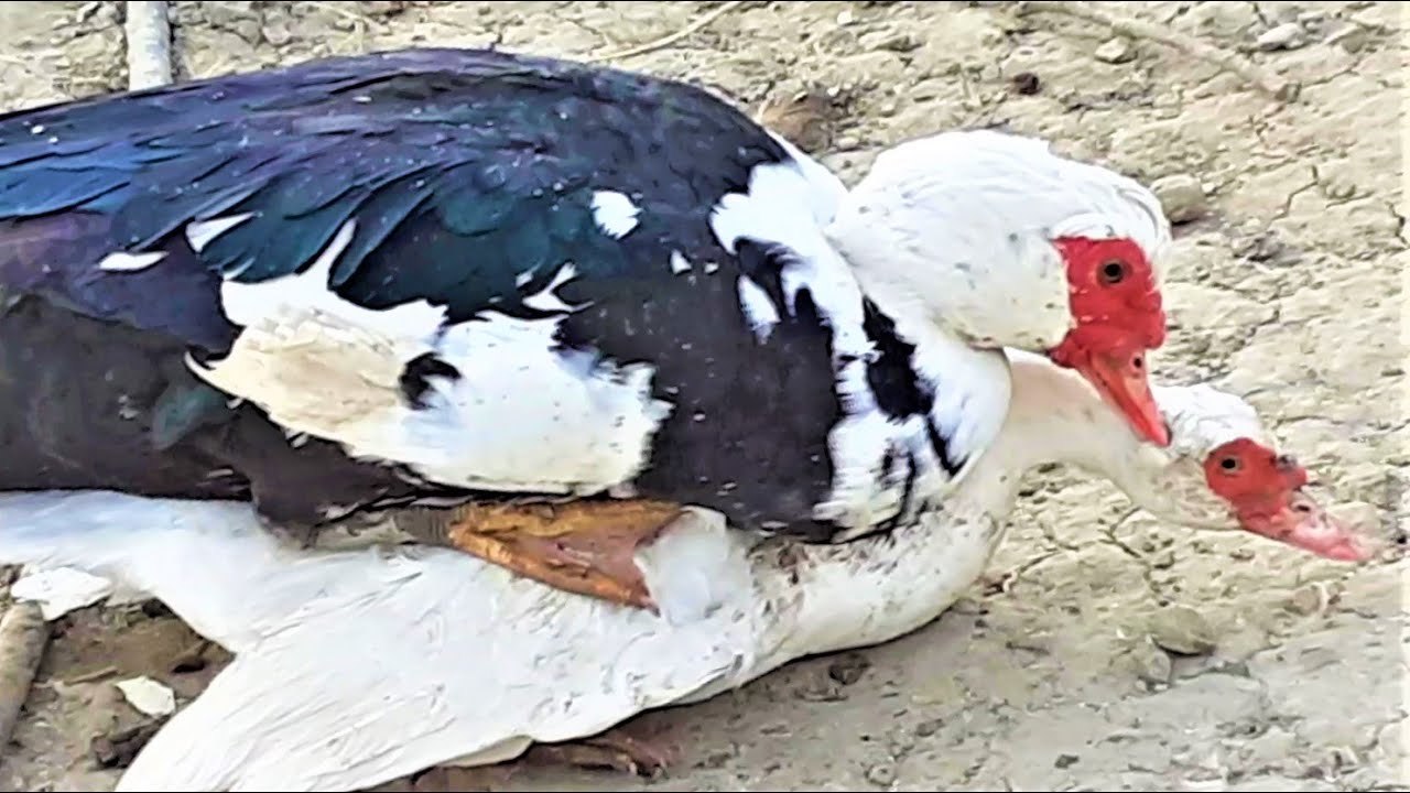 TWO MEETING TWO COUPLE MUSCVY & TOULOUSE GEESE AFTER THE CREATE WATERBIRDS-Thlemaxos PolFarma Skydra