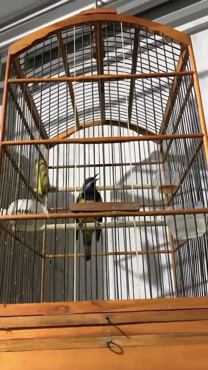 cucak cungkok gacor #birds #kicaumania #masteranjernih #cungkokgacor