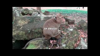 CHATROULETTE MUSIC TIME-CLASSY MONKEY TIME OFFICIAL MUSIC VIDEO
