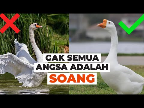 Video: Angsa putih: deskripsi jenis, habitat, dan foto