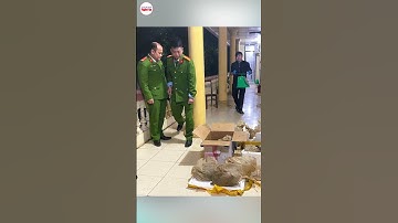 Chặn đứng vụ buôn bán loài thú có vảy duy nhất trên thế giới