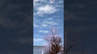 Download Lagu Janji Gak Salting || Sakura school simulator #shorts #smp #story #dramasakuraschoolsimulator #fypシ MP3