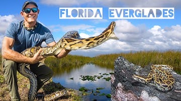 Catching Invasive Pythons in the Florida Everglades!